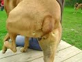 puppy with a silly nubby tail! puppy with a silly nubby tail!