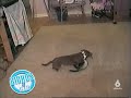 Gatos 1 Gatos 1