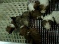 videos de cableman shih tzu's