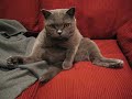 Wendell Loafing On the Couch Wendell Loafing On the Couch