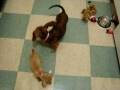 Teacup Chihuahua playing with my Doxie