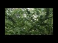amazon-rainforest-lodge-part-1.html