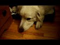 Funny cat calling