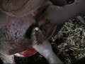 Prolapsus uteri Prolapsus uteri