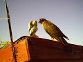 Kestrel or Sparrowhawk? Kestrel or Sparrowhawk?