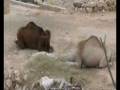 videos de www.elbaeumberto.com Il Dromedario si Gratta