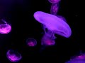 HK Ocean Park Jellyfish HK Ocean Park Jellyfish