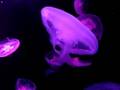 HK Ocean Park Jellyfish