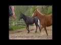 Click here to watch this video Araber-Berber-Hengst Zaid Al Ayur, *04.2009, 12,5% AV