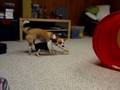 videos de Ollie Lola 11/19/08