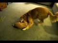 videos de Nikon and Trey Playing