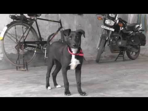 Funny Video With Sweet Dog