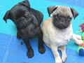 cute-little-pugs.html