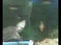 videos de Cuddles getting nice on a goldfish 1 (VID 00045.mpeg) - August 20, 2008, 12:14 PM