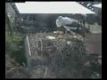 Baby Storks are flying