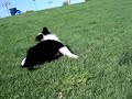 Border collie 9 weeks * UNI *