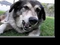 Bugaloo Eats Bugaloo Eats