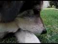 Bugaloo Eats
