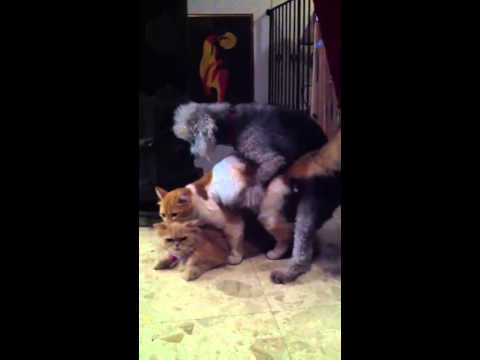 dog mating video - You can watch videos by following me. This video is for educational purposes. Subscribe for more videos on different types of animals mating and breeding. an...