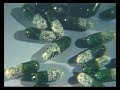 An experiment, were rats neglected real stimuls. When replacing subjective feeling of pleasure and satisfaction. He advises this contribute in humans with lsd an existencial vacum over the meaningless of real stimulus. ** This video belongs to logotherapy.univie.ac.at ** you may find full lenght recordings of most interviews.
