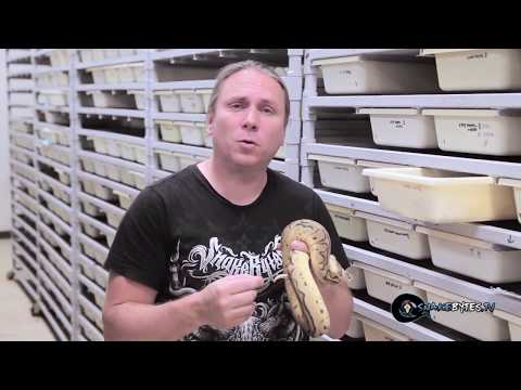 YouTube reptile video