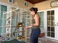 Pet Squirrel Monkeys Playing