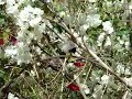Red Vented Bulbul Preens Itself