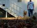 videos de fetch!