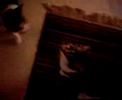 Cute Cat Cam 3 Cute Cat Cam 3