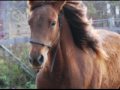 Willys Liberty Belle 2008 Morgan mare - For Sale