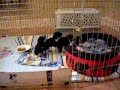 tiny schnauzer puppies