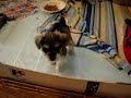 tiny schnauzer puppies