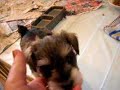 tiny schnauzer puppies