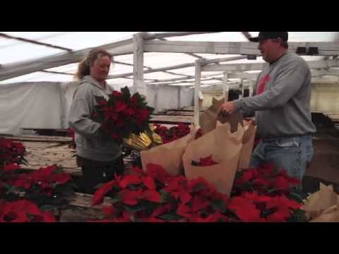 how to plant christmas poinsettias