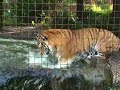 Tiger Splish Splash at Big Cat Rescue