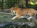 Tiger Splish Splash at Big Cat Rescue Tiger Splish Splash at Big Cat Rescue