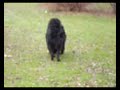 Padfoot baby and the cookie