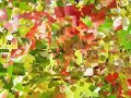Italian fall colors