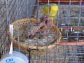 canary bird canary bird