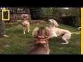 Pampered Pooches