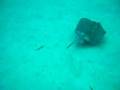 Buceo en Lanzarote