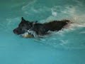 Chase jumping in at DoggyPaddle Canine Hydrotherapy Chase jumping in at DoggyPaddle Canine Hydrotherapy