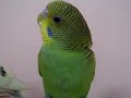 TheBudgieBirds - My Budgie laughing