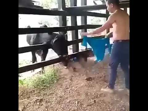 Szybka kara dla typka, który drażnił małego byczka