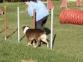 Jumping Agility Belleville Estelle et Cranberry