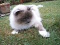 Tobby mon sacr� de birmanie en chasse apr�s un papillon