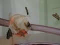 Hatching Butterfly