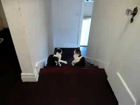 Videos chistosos - Gatos boxeando