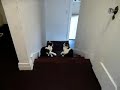 Gatos boxeadores