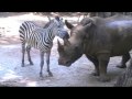 Zebra vs rhino pt3.mpg